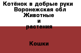 Котёнок в добрые руки! - Воронежская обл. Животные и растения » Кошки   